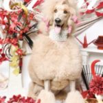 ラグジェアリードッグ・アパレル情報誌 Cuun（クーン）